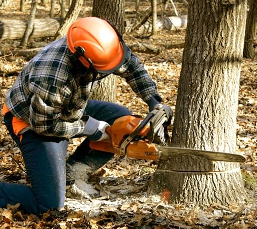 Tree Removal in Greenway, AR